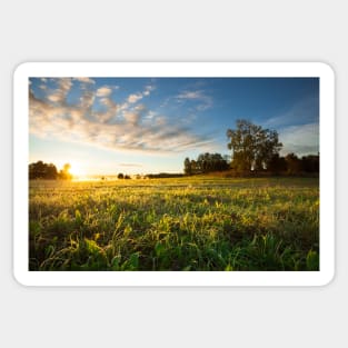 Tranquil grassland and trees at sunrise Sticker